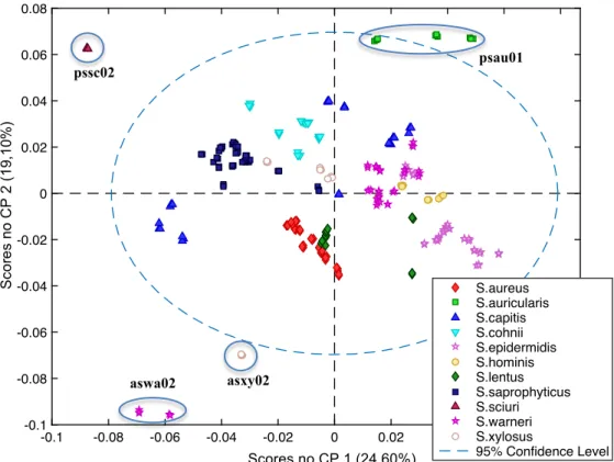 Figura 22. Mapa de scores de todos os espetros de Staphylococcus com representação do 1º e 2º CPs