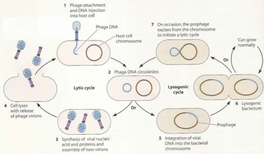 Figure 1. Two lifestyles of a temperate bacteriophage: lysogenic and lytic cycle (Shaechter et al., 2006)