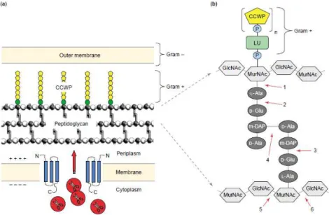 Figure  2.  Bacterial  cell  wall  structure  and  endolysin  targets.  (a)  Schematic  representation  of  the  bacterial  cell  wall, and of how phage endolysins, like  λ R, gain access to their substrate