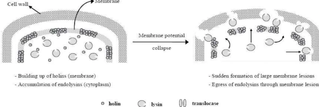 Figure 4. Model representation of host-lysis strategies of phages producing non-secreted endolysins (São-José et  al., 2003)