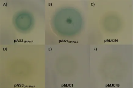 Figure  16.  Detection  of  alkaline  phosphatase  activity  in  E.  coli  strains  carrying  plasmids  pAS2 SP-PhoA pAS1 SP-PhoA   ,  ,  pMJC50,  pAS3 GP1-PhoA ,  pMJC1  or  pMJC49,  after  plating  on  LB  agar  supplemented  with  BCIP and IPTG