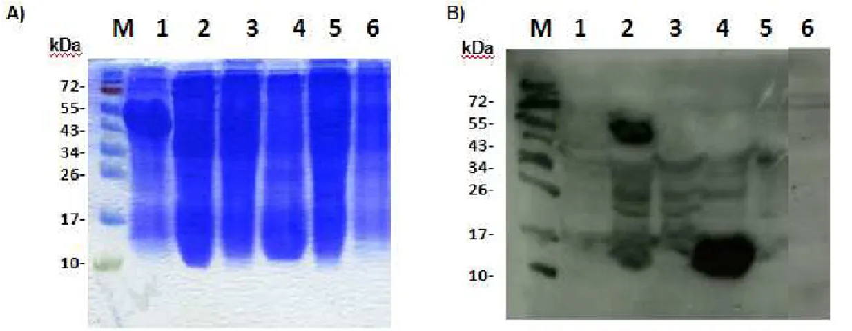 Figure 17.  Detection of the of the fusion  proteins in E.coli extracts  after SDS-PAGE A) Coomassie-blue  stainind  and  B)  Western-blot  using  an  antibody  against  His 6 -tag