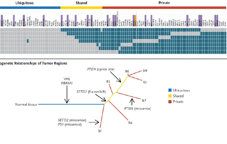 Figure 4 – Spatial heterogeneity in a patient with clear cell carcinoma of the kidney; (A) regional  distribution  of  somatic  mutations  (as  detected  by  exome  sequencing),  grey  meaning  the  presence of a mutation and blue the absence of a mutation