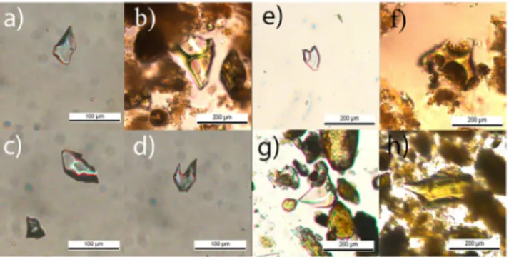 Fig 4. Shards found in suspect cryptotephras analyzed under the microscope. Shards from