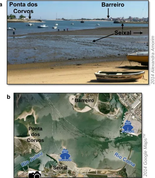Figura 4.2. (a) Vista para o canal do Rio Judeu, a partir da praia do Seixal, de SSW para NNE; (b) Localização e  orientação da foto com indicação dos cais fluviais do Barreiro e do Seixal