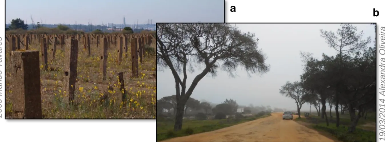 Figura 4.9. (a) Zona da antiga seca do bacalhau (Panoramio, 2014); (b) Aspeto dos materiais da estrada e da  vegetação dunar arbórea