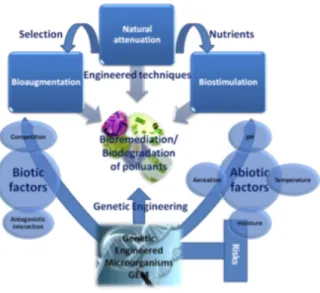Figure 1.1  Bioremediation of pollutants utilizing biodegradation abilities of microorganisms include  the natural attenuation,  although  it  may be  enhanced  by  engineered  techniques,  either by addition of  se-lected microorganisms (bioaugmentation) 