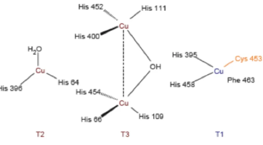 Figure 1.3 - Schematic representation of the copper centers in a laccase.[20] 
