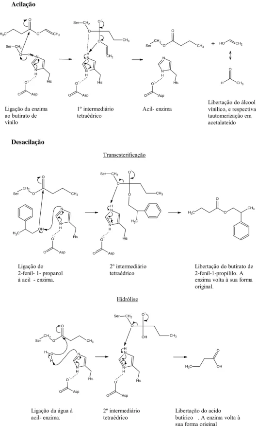 Fig. 2.4 Mecanismo ping-pong bi-bi aplicado à transesterificação do butirato de vinilo com  o 2-fenil-1-propanol e à reacção secundária de hidrólise do éster substrato