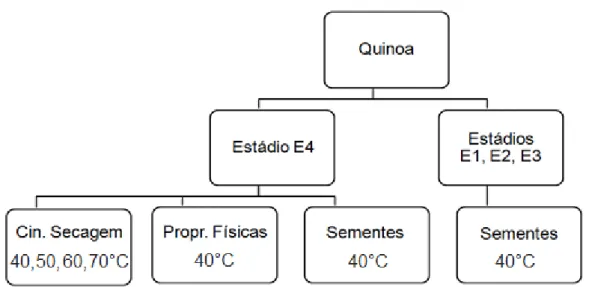 Figura  2.  Esquema  do  fracionamento  e  utilização  dos  grãos  de  amaranto  (Amaranthus cruentus) cultivar BRS Alegria