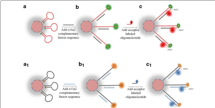 Figure 1a shows the emission spectra of BioCode-e13  designed to detect the fusion sequence e13a2, where the  FRET signal of the Au-nanobeacon hybridized to the  fully complementary target (solid black line) presents  the highest fluorescence intensity