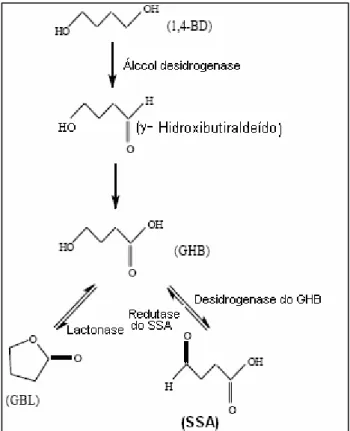 Figura 10: Metabolismo da GBL e do 1,4-BD a GHB 