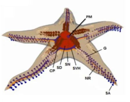 Figura  2 - Anatomia  da  estrela-do-mar  Marthasterias  glacialis. Sistema  nervoso:  CN;  Nervo  radial:  NR;  Sistema  digestivo: SD; Sistema vascular Hídrico: SVH; Sistema ambulacrário: SA; Placa madreporita: PM