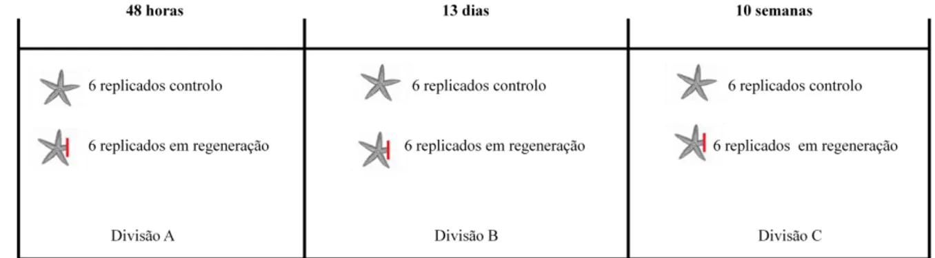 Figura 11 - Esquema experimental para o tratamento dos animais para o estudo. Cada divisória representa uma fase de regeneração do  estudo