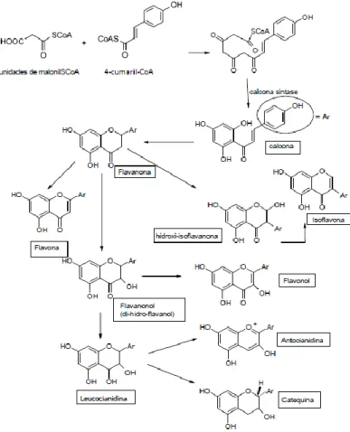 Figura 8: Biossíntese dos diversos flavonoides  [24] . 