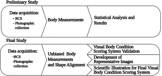 Figure 2. Visual body condition scoring system development outline 