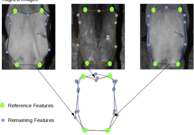 Figure  4. Scheme showing the shape alignment process of different body size and camera  pose using the four reference features in the animal rump 