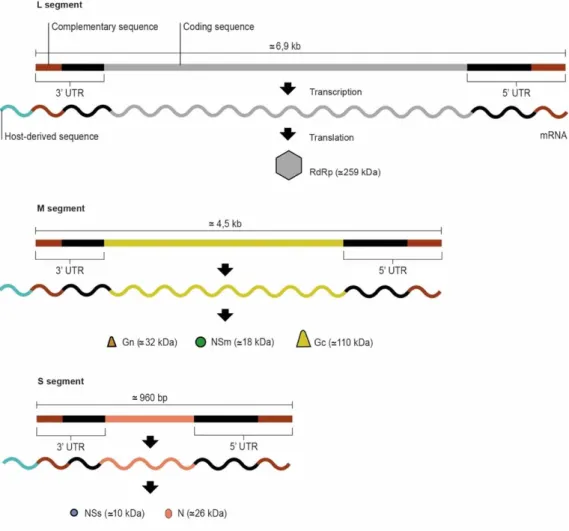 Figure 3.2. Genome organisation of Orthobunyavirus (Original). 