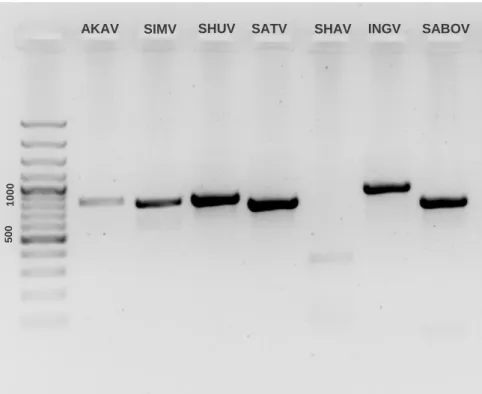 Table 6.3. Group-specific real-time RT-PCR primers and probes 