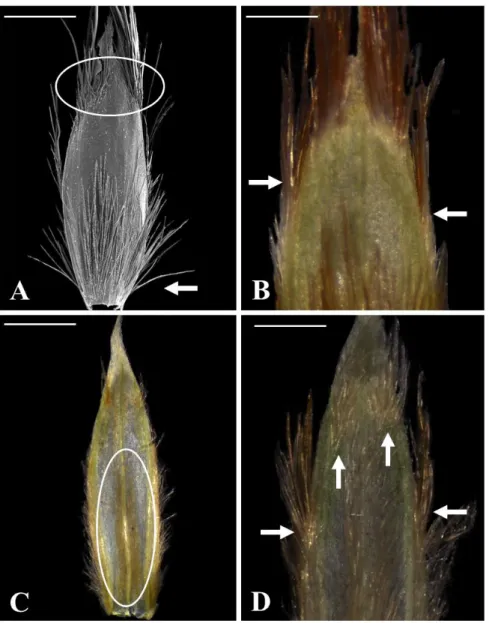 Figura 5: Gluma II de Mesosetum cayennese e M. rottboellioides. A-B- M. cayennese (GHR  940): evidenciando os tricomas
