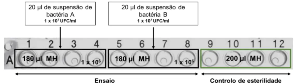 Figura 3.2 - Ensaios de biofilme: Inóculo experimental. 