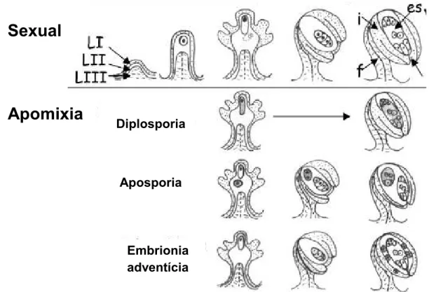 Fig ura  6.  Esquema  da  formação  do  saco  embrionário  na  reprodução  sexual  comparada  à  apomítica em três modalidades conhecidas: diplosporia, aposporia (apomixia gametofítica) e  adventícia