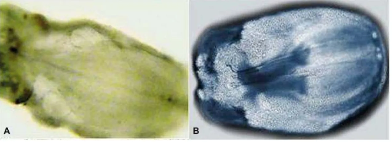 Figura 1. A. Sacos embrionários adventícios entre os tegumentos interno e externo de Manihot  esculenta