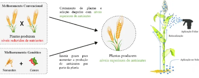 Figura 1.4 - Ilustração simplificada do melhoramento convencional, genético e biofortificação agronómica