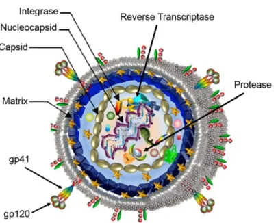 Figure 2. Schematic view of the HIV-1 particle. 