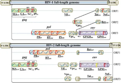 Figure 3. Schematic model of the HIV-1 and HIV-2 full-length genome. Adapted from Li  et al., 2015.