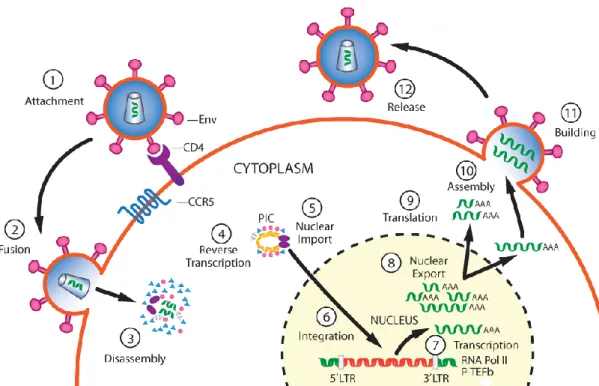 Figure 6. Schematic overview of the HIV-1 replication cycle.  