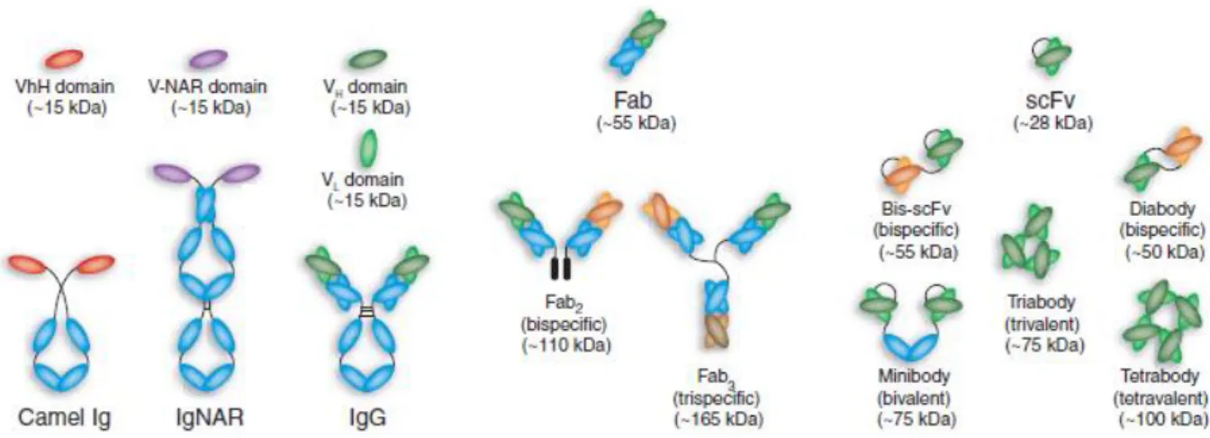 Figure 11. Schematic representation of different antibody formats.   