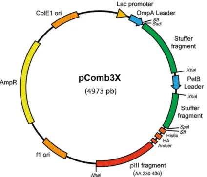 Figure 12. pComb3X phagemid vector.
