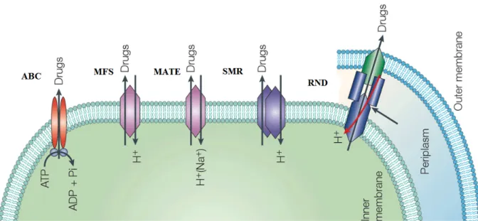 Figure 5 – Schematic representation of the five superfamilies of multidrug transporters
