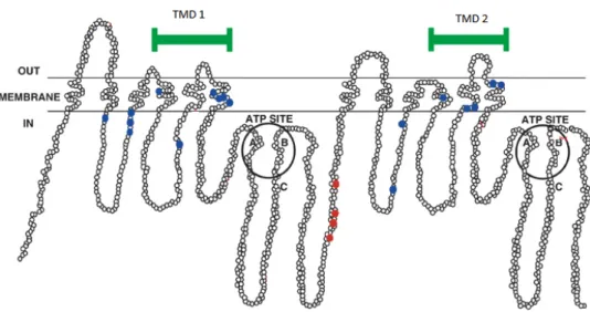 Figure 10. Schematic representation of the organization of the P-glycoprotein. 
