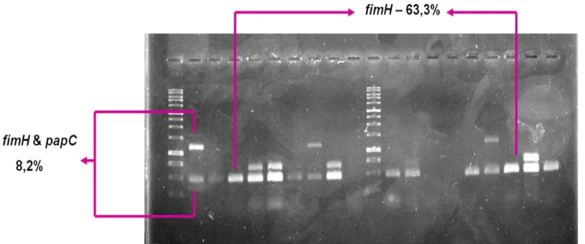 Figura 8 – Amplificação dos genes fimH e papC por reacção de PCR multiplex de algumas das  estirpes isoladas do grupo II