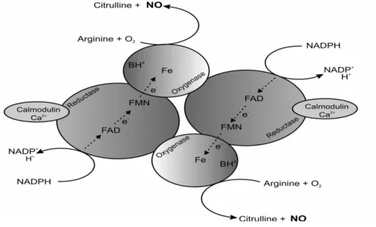Figura 2 – Reacção da sintase do óxido nítrico. NOS catalisa a produção de NO e L- L-citrulina a partir de L-arginina, oxigénio molecular e NADPH