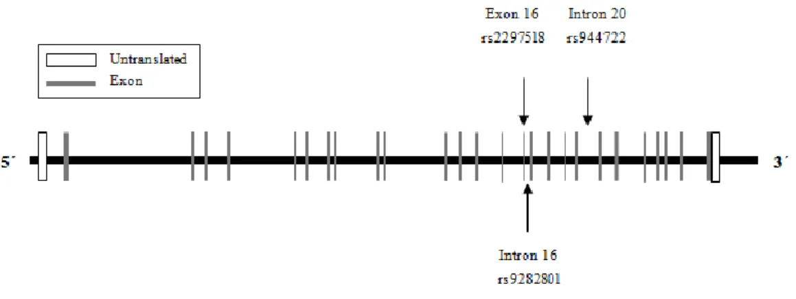 Figura 3 – Imagem esquemática do gene que codifica a sintase do óxido nítrico induzível