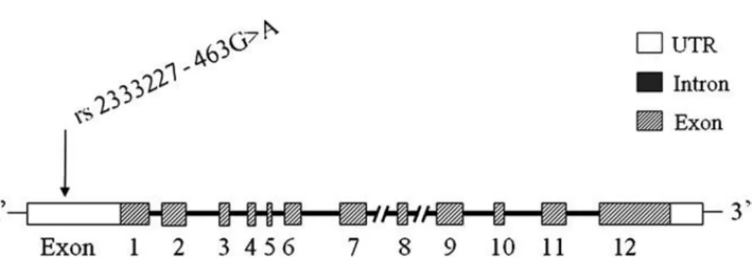 Figura 4 – Imagem da estrutura do gene MPO e localização do polimorfismo G463A  (rs2333227)
