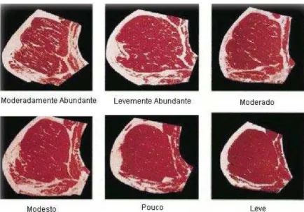 Figura 2.1: Padrões de referência de marmorização da carne nos Estados Unidos Fonte: [AMSA, 2001]