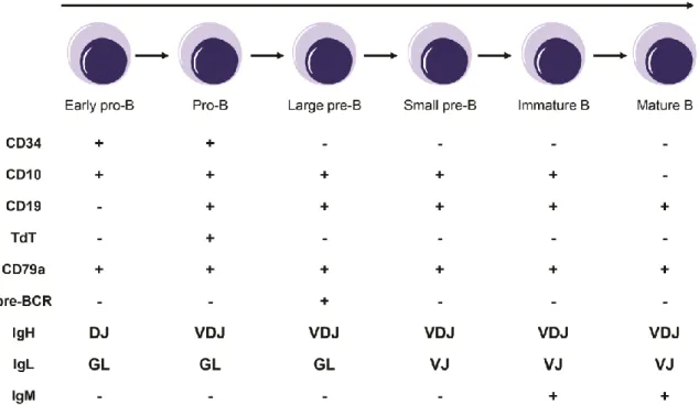 Figure 1. Schematic representation of B cell developmental stages. Each stage is defined by  the sequential expression of different proteins and by the rearrangement status of the IgH and IgL  chains