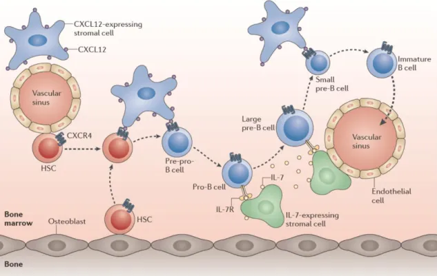 Figure  2.  Movement  of  B  cell  progenitors  within  BM  niches  during  B  cell  development