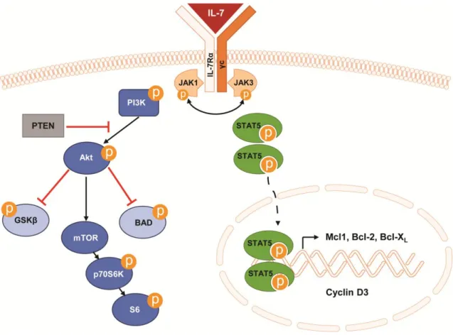 Figure  4.  Schematic  representation  of  IL-7/IL-7R-mediated  signaling  through  JAK/STAT5  and  PI3K/Akt/mTOR  pathways