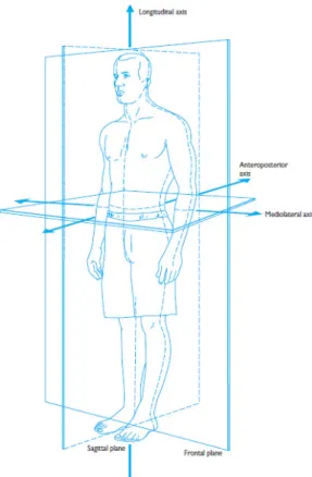 Figura 9 – Os planos e eixos anatómicos de referência (Hall, 2012) 