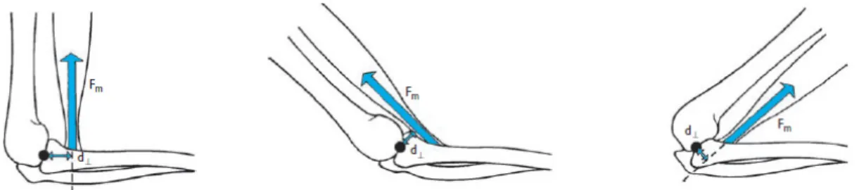 Figura 20 – Várias amplitudes para o braço do momento na articulação do cotovelo (Hall, 2012)