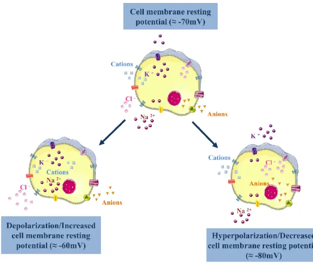 Figure 1.8 – Cell membrane potential changes associated with different ionic fluxes.  