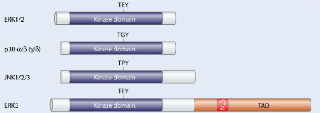 Figure  1.9  –  Main  structural  domains  of  mitogen-activated  protein  kinases  (MAPK)  enzymes