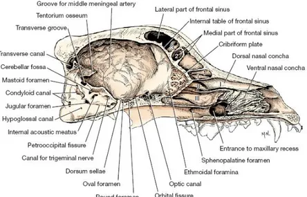 Figure 1 - Saggital section of the skull, medial view 