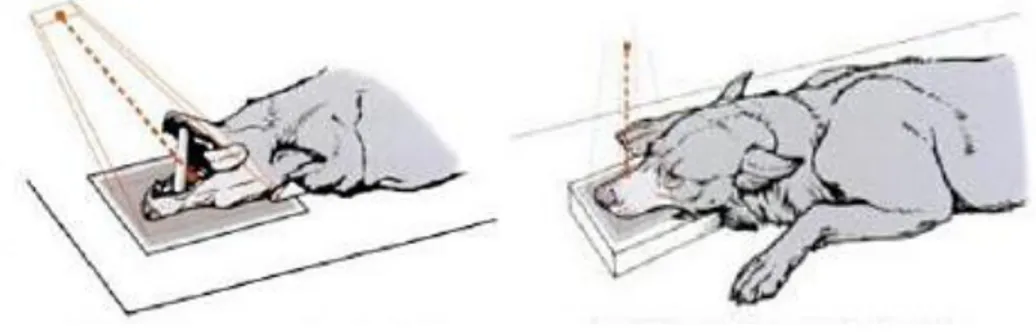Figure 4 – Positioning of the head. Open mouth RV-DCd and intra-oral DV projections. 