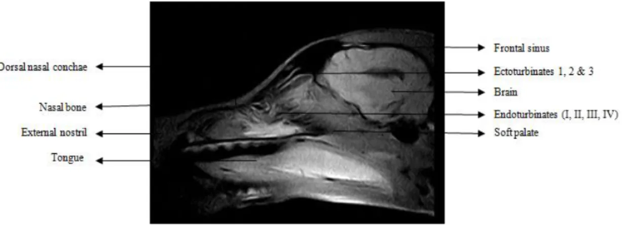 Figure 8 - Saggital section through the nasal cavity and cranium 